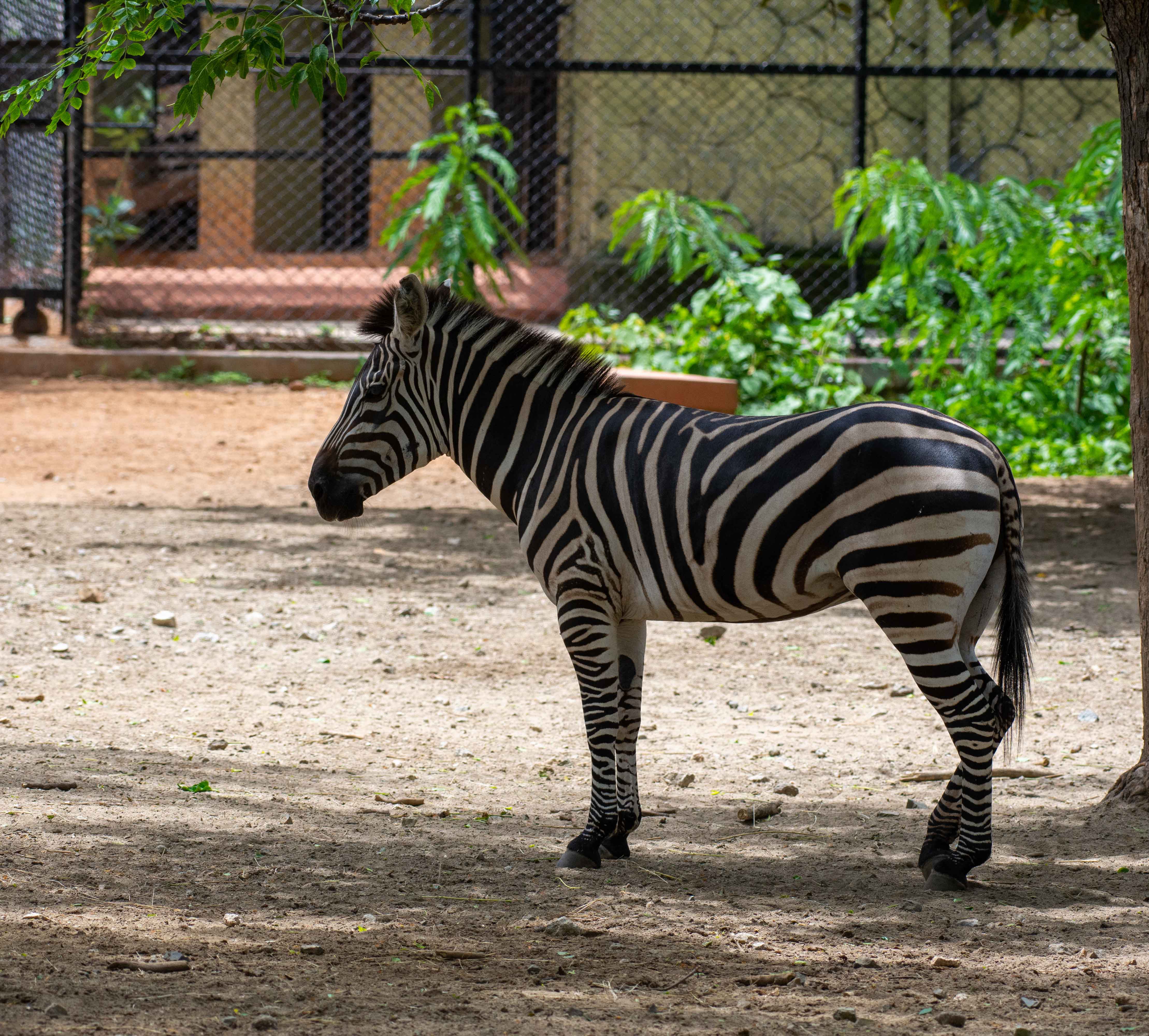 tourist places in mysore zoo